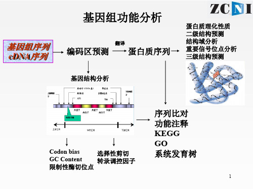 选择性剪接