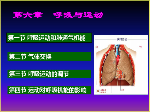 运动生理学6-呼吸