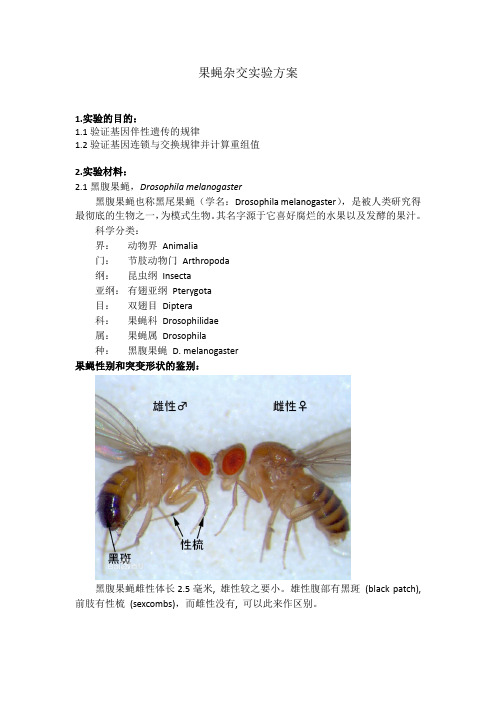 上海交通大学遗传学上午6组果蝇杂交实验方案