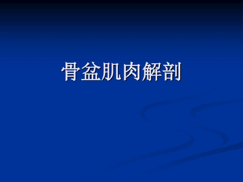 骨盆肌肉MRI解剖汇总_2022年学习资料