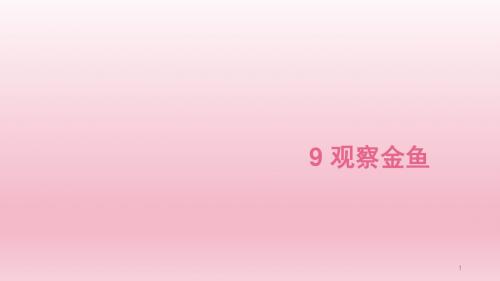 【精选】一年级上册科学课件-9观察金鱼 冀教版