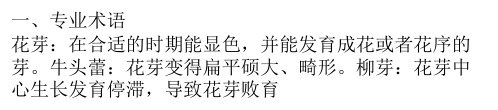 荷兰花卉拍卖协会月季切花标准