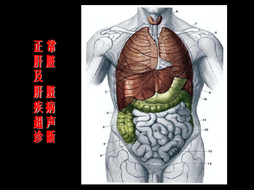 肝脏超声诊断