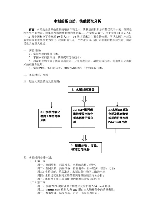 水稻的蛋白质、核酸提取分析综合大实验