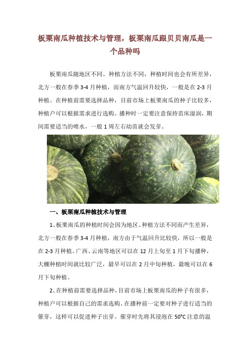 板栗南瓜种植技术与管理,板栗南瓜跟贝贝南瓜是一个品种吗