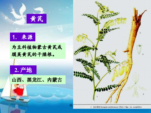 《中药鉴定黄芪》PPT课件