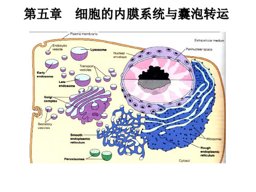 第五章：细胞的内膜系统与囊泡转运 (1)