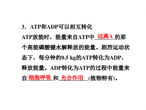 ATP的主要来源—细胞呼吸