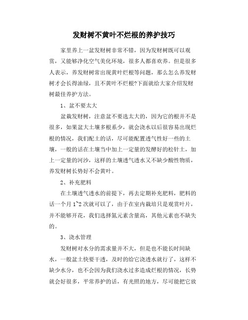 发财树不黄叶不烂根的养护技巧