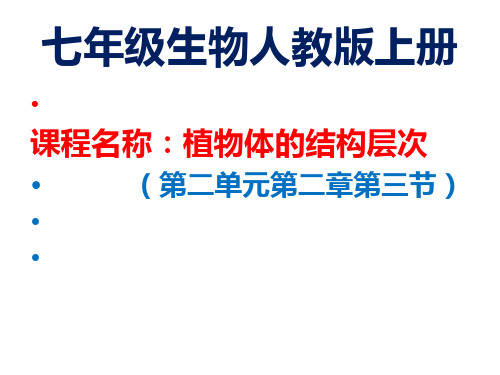 人教版七年级上册生物课件:2.2.3植物的层次结构 (共24张PPT)