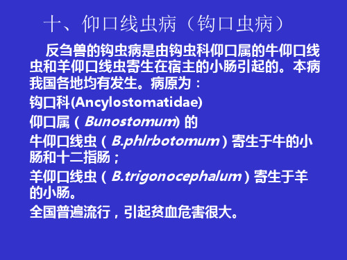 十、仰口线虫病