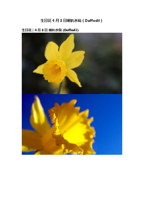 生日花4月3日喇叭水仙（Daffodil）