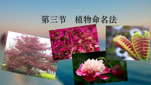 植物命名法ppt