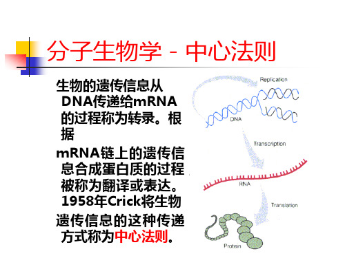 分子生物学-中心法则