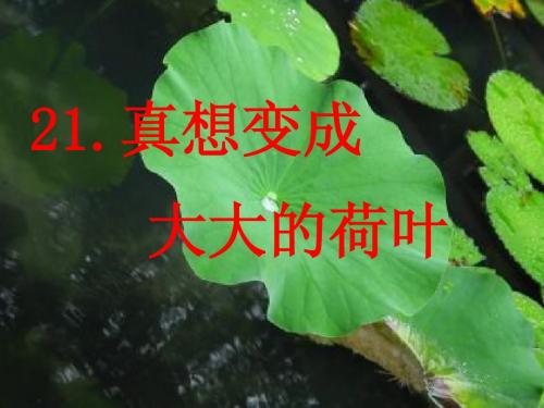真想变成一张大荷叶1