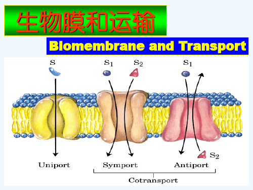 生物膜和运输.ppt