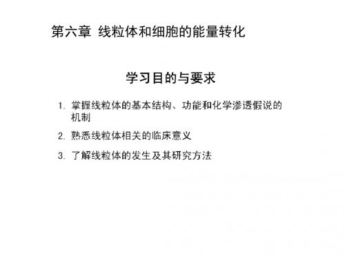 第六章 线粒体和细胞的能量转化