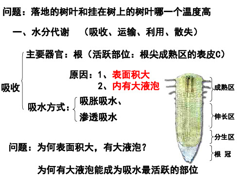 第四节植物对水分的吸收和利用(PPT)5-1