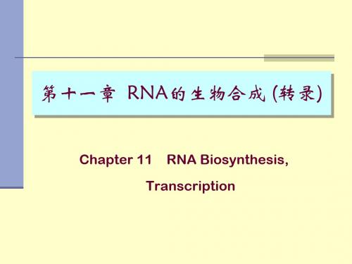 RNA的生物合成 11_Transcription