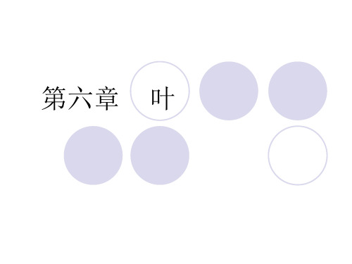 药用植物学第六章    叶