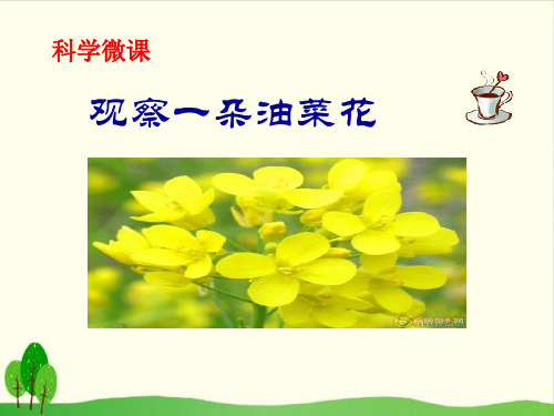 小学四年级下册- 油菜花开了 教科版 ppt(7张)