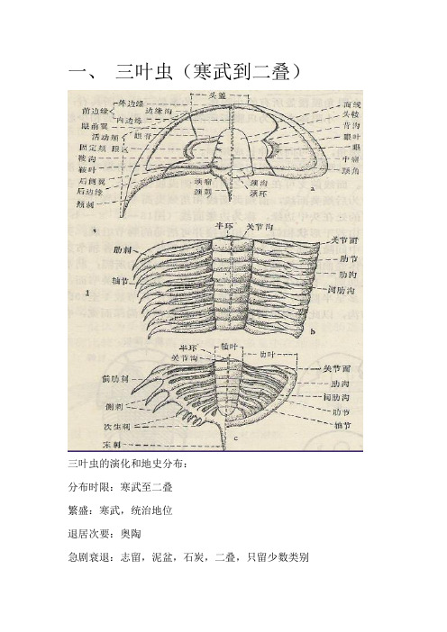 古生物学期末总结(纯手打)