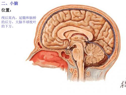 26  小脑、间脑