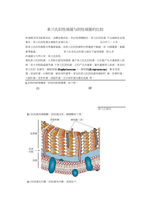 革兰氏阳性菌和革兰氏阴性菌的区别