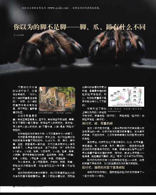 你以为的脚不是脚——脚、爪、蹄有什么不同