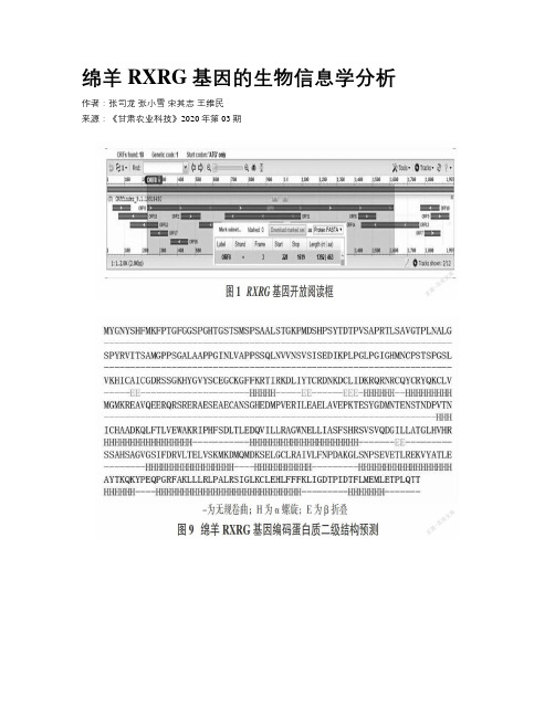 绵羊RXRG基因的生物信息学分析