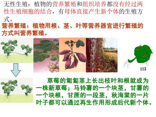 植物的无性生殖