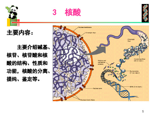 生物化学简明教程第四版04核酸