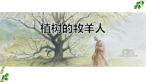 第13课《植树的牧羊人》课件(共26张PPT)