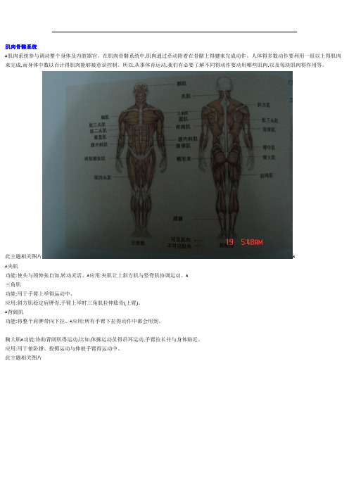 各块肌肉功能与图解