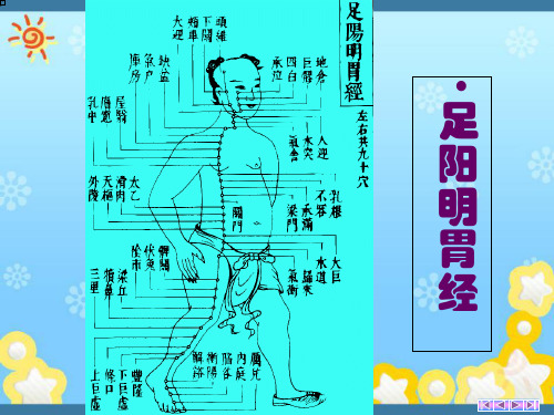 经络学足阳明胃经详解PPT课件