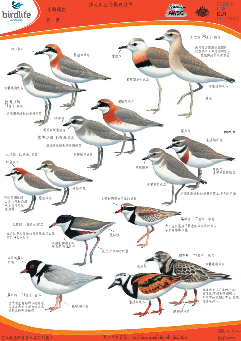 澳大利亚鸻鹬识别单小鸻鹬类第一页-BirdlifeAustralia