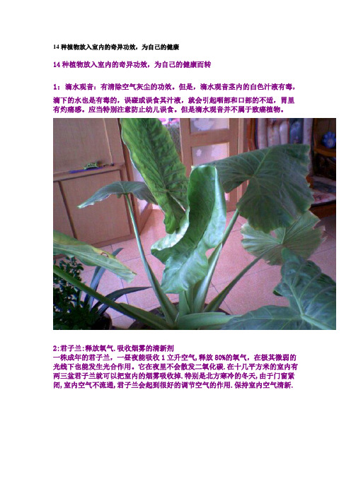 14种室内植物的功效