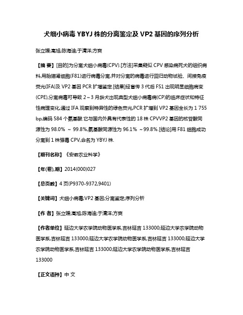 犬细小病毒YBYJ株的分离鉴定及VP2基因的序列分析