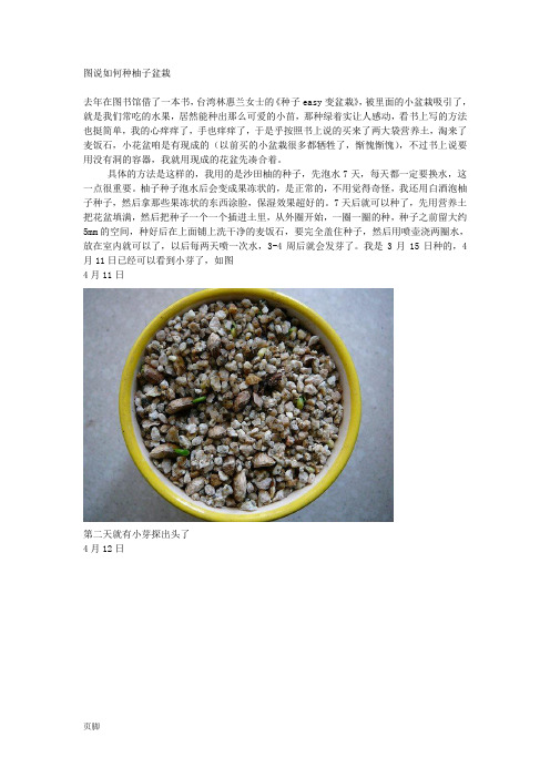 图说如何种柚子、枇杷盆栽