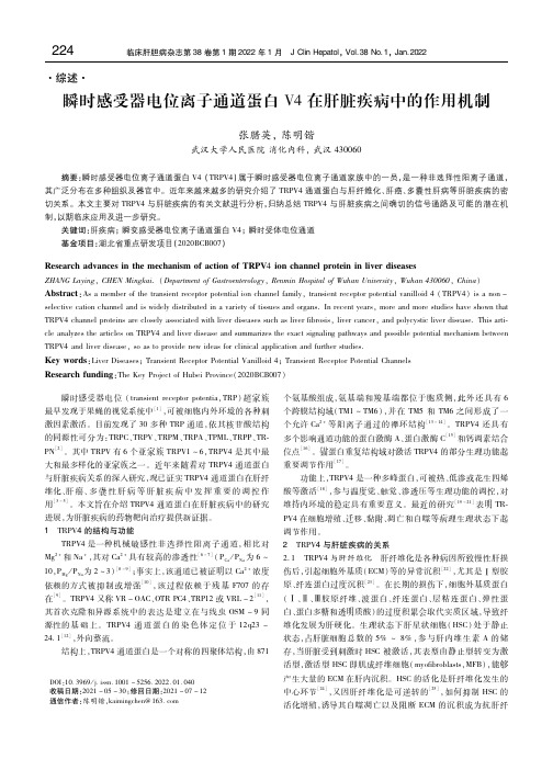 瞬时感受器电位离子通道蛋白V4在肝脏疾病中的作用机制