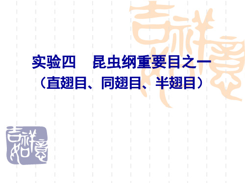 实验4 昆虫纲重要目之一：直、同、半20091