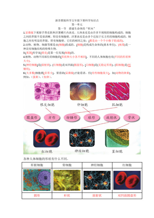 新苏教版科学五年级下册科学知识点以及实验汇总 -