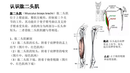 认识肱二头肌