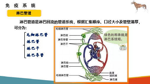 免疫系统—淋巴管道和淋巴(宠物解剖生理课件)