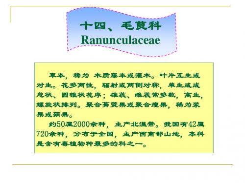 毛茛科Ranunculaceae