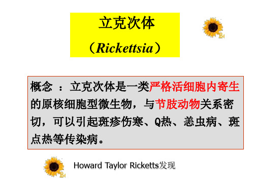 立克次体(Rickettsia).