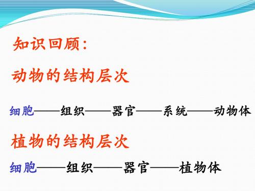 2.2.4单细胞生物