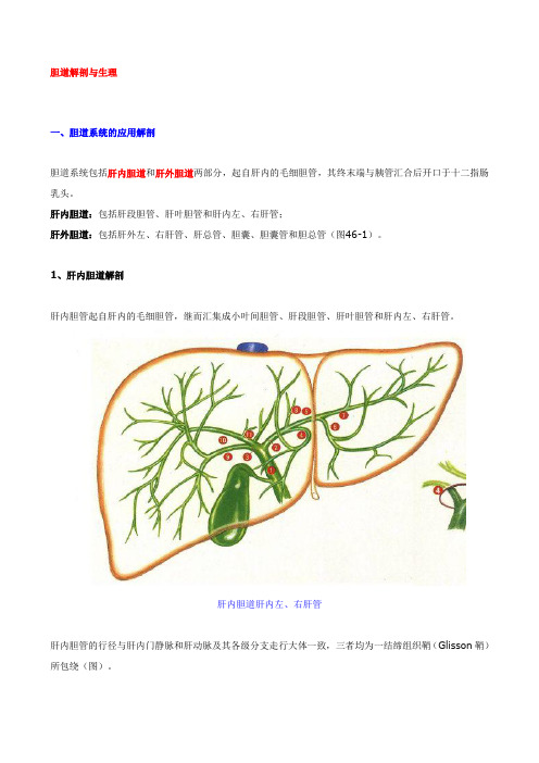 胆道解剖