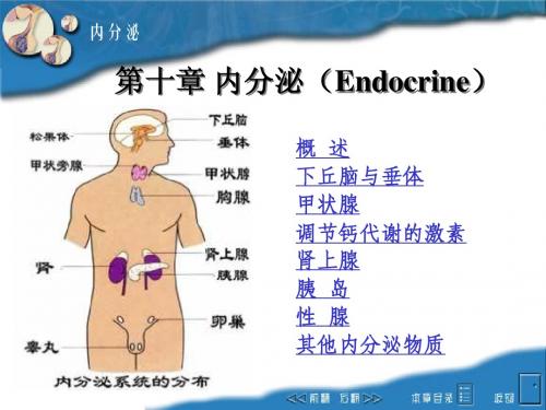 【生理】第10章 内分泌