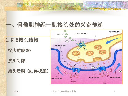 骨骼肌收缩专题知识讲座培训课件